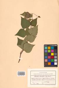Betula pendula subsp. mandshurica (Regel) Ashburner & McAll., Siberia, Russian Far East (S6) (Russia)