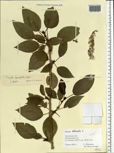 Populus laurifolia Ledeb., Eastern Europe, Central forest-and-steppe region (E6) (Russia)