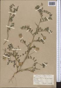 Astragalus sesamoides Boiss., Middle Asia, Karakum (M6) (Turkmenistan)