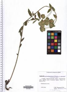 Euphorbia pseudagraria P.A.Smirn., Eastern Europe, Middle Volga region (E8) (Russia)
