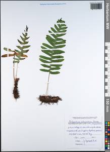 Polypodium interjectum Shivas, Caucasus, Black Sea Shore (from Novorossiysk to Adler) (K3) (Russia)