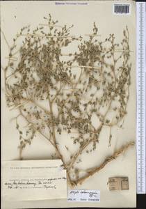 Atriplex sphaeromorpha Iljin, Middle Asia, Caspian Ustyurt & Northern Aralia (M8) (Kazakhstan)
