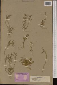 Erucastrum supinum (L.) Al-Shehbaz & S.I. Warwick, Western Europe (EUR) (France)
