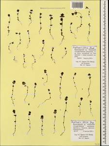 Euphrasia ossica Juz. ex Ganeschin, Caucasus, Krasnodar Krai & Adygea (K1a) (Russia)