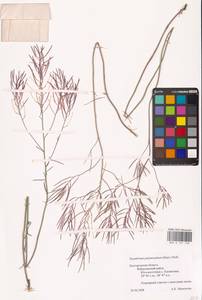 Sisymbrium polymorphum (Murray) Roth, Eastern Europe, Central forest-and-steppe region (E6) (Russia)