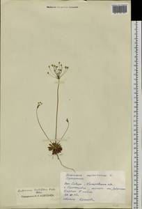 Androsace lactiflora Fisch. ex Willd., Siberia, Altai & Sayany Mountains (S2) (Russia)