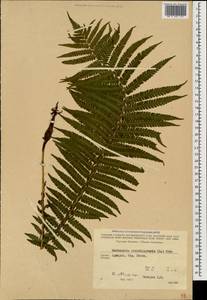 Matteuccia struthiopteris (L.) Tod., Caucasus, Georgia (K4) (Georgia)
