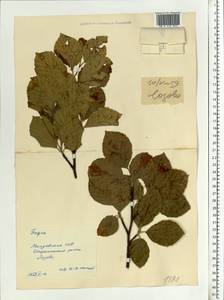 Fagus sylvatica L., Eastern Europe, Moldova (E13a) (Moldova)