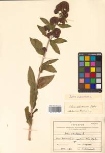 Hylotelephium verticillatum (L.) H. Ohba, Siberia, Russian Far East (S6) (Russia)