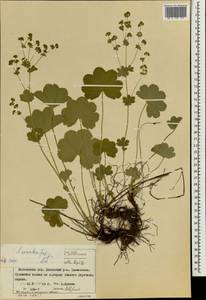 Alchemilla sarmatica Juz., Eastern Europe, Moscow region (E4a) (Russia)