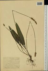 Plantago lanceolata L., Eastern Europe, South Ukrainian region (E12) (Ukraine)
