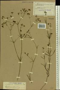 Cynanchica tinctoria (L.) Fourr., Eastern Europe, North Ukrainian region (E11) (Ukraine)