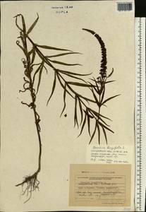 Veronica longifolia L., Eastern Europe, West Ukrainian region (E13) (Ukraine)