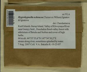 Hygrohypnella ochracea (Turner ex Wilson) Ignatov & Ignatova, Bryophytes, Bryophytes - Russian Far East (excl. Chukotka & Kamchatka) (B20) (Russia)