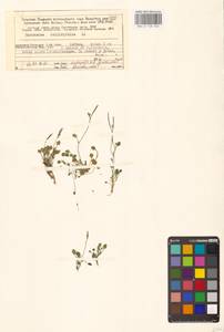 Cardamine bellidifolia L., Eastern Europe, Northern region (E1) (Russia)