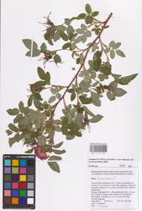 Rosa majalis Herrm., Eastern Europe, Lower Volga region (E9) (Russia)