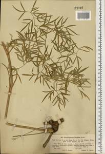 Cenolophium fischeri (Spreng.) W. D. J. Koch, Eastern Europe, Eastern region (E10) (Russia)