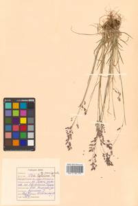 Poa paucispicula Scribn. & Merr., Siberia, Russian Far East (S6) (Russia)