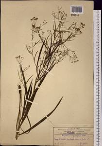 Bupleurum scorzonerifolium Willd., Siberia, Russian Far East (S6) (Russia)