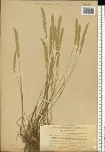 Koeleria glauca (Spreng.) DC., Eastern Europe, North-Western region (E2) (Russia)