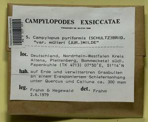 Campylopus pyriformis (Schultz) Brid., Bryophytes, Bryophytes - Western Europe (BEu) (Germany)