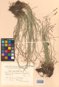 Carex umbrosa subsp. pseudosabynensis T.V.Egorova, Siberia, Russian Far East (S6) (Russia)