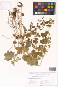 Alchemilla micans Buser, Eastern Europe, Northern region (E1) (Russia)