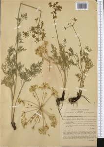 Pteroselinum austriacum (Jacq.) Rchb., Western Europe (EUR) (Italy)