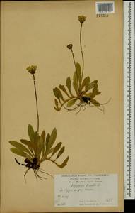Pilosella officinarum Vaill., Eastern Europe, Central forest-and-steppe region (E6) (Russia)