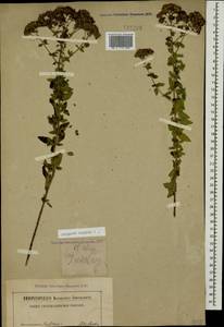 Origanum vulgare L., Caucasus, North Ossetia, Ingushetia & Chechnya (K1c) (Russia)
