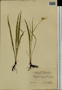 Scorzonera radiata Fisch. ex Colla, Siberia, Baikal & Transbaikal region (S4) (Russia)