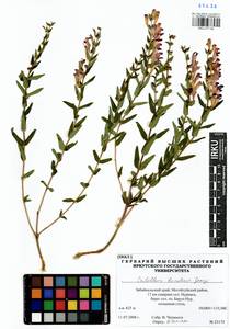 Scutellaria baicalensis Georgi, Siberia, Baikal & Transbaikal region (S4) (Russia)