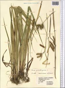 Carex pseudocyperus L., Middle Asia, Northern & Central Tian Shan (M4) (Kyrgyzstan)