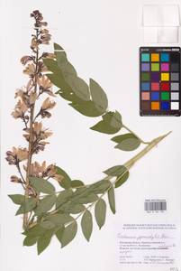 Dictamnus albus L., Eastern Europe, Rostov Oblast (E12a) (Russia)