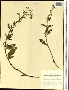 Scrophularia incisa Weinm., Siberia, Altai & Sayany Mountains (S2) (Russia)