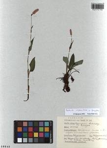 Bistorta elliptica (Willd. ex Spreng.) Kom., Siberia, Altai & Sayany Mountains (S2) (Russia)