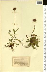 Erigeron borealis (Vierh.) Simmons, Siberia, Western Siberia (S1) (Russia)