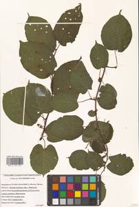 Actinidia kolomikta (Maxim. & Rupr.) Maxim., Siberia, Russian Far East (S6) (Russia)