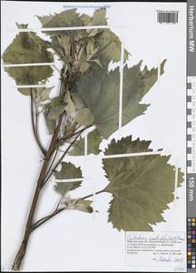 Cyclachaena xanthiifolia (Nutt.) Fresen., Eastern Europe, Volga-Kama region (E7) (Russia)