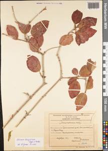 Viburnum burejaeticum Regel & Herder, Siberia, Russian Far East (S6) (Russia)