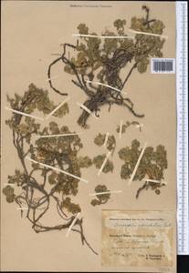 Dracocephalum heterophyllum Benth., Middle Asia, Pamir & Pamiro-Alai (M2) (Tajikistan)