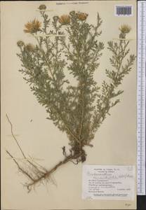 Machaeranthera tanacetifolia (Kunth) Nees, America (AMER) (United States)