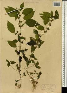 Acalypha australis L., South Asia, South Asia (Asia outside ex-Soviet states and Mongolia) (ASIA) (North Korea)