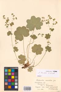 Alchemilla breviloba H. Lindb., Eastern Europe, Moscow region (E4a) (Russia)