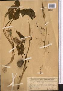 Arum korolkowii Regel, Middle Asia, Western Tian Shan & Karatau (M3) (Kazakhstan)