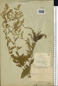 Lepidium latifolium L., Eastern Europe, Central forest-and-steppe region (E6) (Russia)