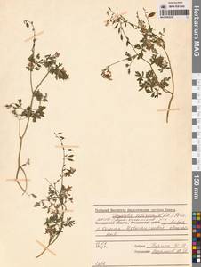 Corydalis sibirica (L.fil.) Pers., Siberia, Yakutia (S5) (Russia)