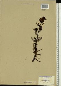 Pedicularis palustris, Eastern Europe, Moscow region (E4a) (Russia)