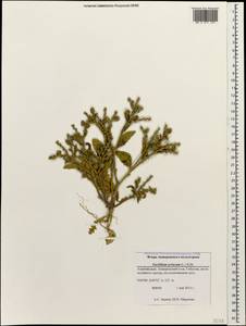 Euclidium syriacum (L.) W. T. Aiton, Caucasus, Azerbaijan (K6) (Azerbaijan)