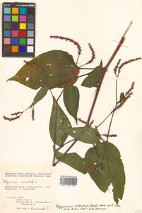 Persicaria viscosa (Buch.-Ham. ex D. Don) H. Gross ex Nakai, Siberia, Russian Far East (S6) (Russia)